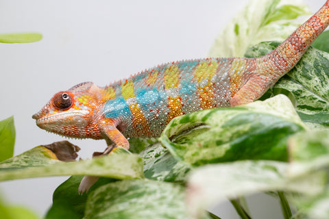 Ambilobe From "Fandra Manody-volana" (AKA Pineapple Express) x  "Fafana-dasidasy" (AKA Boardwalk) - Hatched March 2026 - Male #3