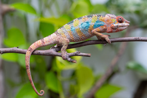 Ambilobe From "Fandra Manody-volana" (AKA Pineapple Express) x  "Fafana-dasidasy" (AKA Boardwalk) - Hatched March 2026 - Male #3
