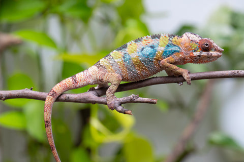 Ambilobe From "Fandra Manody-volana" (AKA Pineapple Express) x  "Fafana-dasidasy" (AKA Boardwalk) - Hatched March 2026 - Male #3