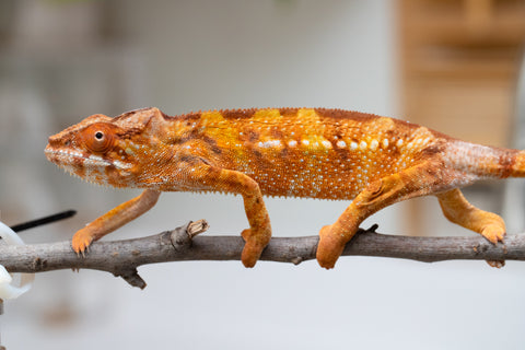 Holdbacks/Individuals: Ambilobe offspring from "Fandra Manody-volana" (AKA Pineapple Express) x "Laza" (AKA Glory) - Hatched Feb 2025 - Female #2