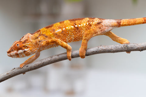Holdbacks/Individuals: Ambilobe offspring from "Fandra Manody-volana" (AKA Pineapple Express) x "Laza" (AKA Glory) - Hatched Feb 2025 - Female #2