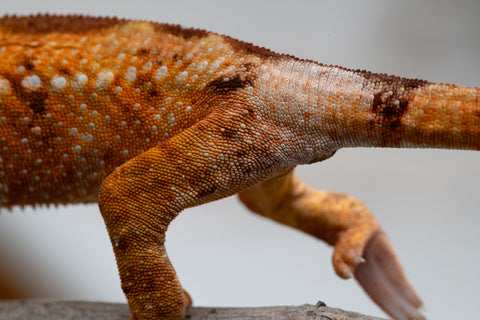 Holdbacks/Individuals: Ambilobe offspring from "Fandra Manody-volana" (AKA Pineapple Express) x "Laza" (AKA Glory) - Hatched Feb 2025 - Female #2