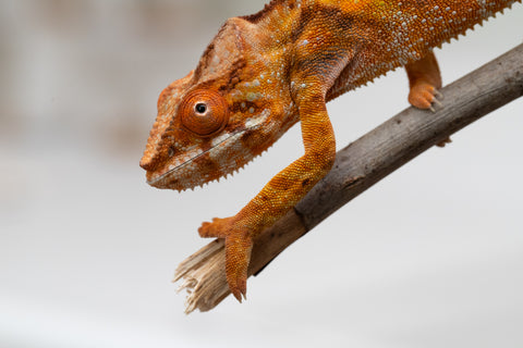 Holdbacks/Individuals: Ambilobe offspring from "Fandra Manody-volana" (AKA Pineapple Express) x "Laza" (AKA Glory) - Hatched Feb 2025 - Female #2