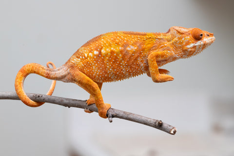 Holdbacks/Individuals: Ambilobe offspring from "Fandra Manody-volana" (AKA Pineapple Express) x "Laza" (AKA Glory) - Hatched Feb 2025 - Female #2