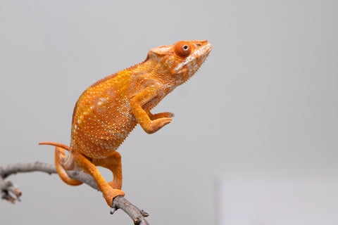 Holdbacks/Individuals: Ambilobe offspring from "Fandra Manody-volana" (AKA Pineapple Express) x "Laza" (AKA Glory) - Hatched Feb 2025 - Female #2