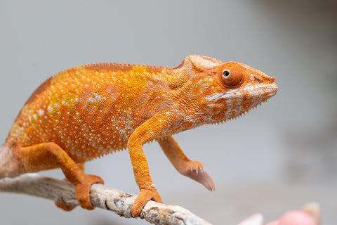 Holdbacks/Individuals: Ambilobe offspring from "Fandra Manody-volana" (AKA Pineapple Express) x "Laza" (AKA Glory) - Hatched Feb 2025 - Female #2