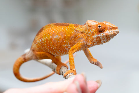 Holdbacks/Individuals: Ambilobe offspring from "Fandra Manody-volana" (AKA Pineapple Express) x "Laza" (AKA Glory) - Hatched Feb 2025 - Female #2