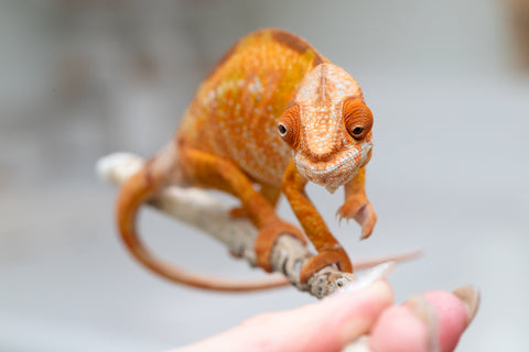 Holdbacks/Individuals: Ambilobe offspring from "Fandra Manody-volana" (AKA Pineapple Express) x "Laza" (AKA Glory) - Hatched Feb 2025 - Female #2