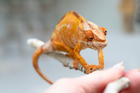 Holdbacks/Individuals: Ambilobe offspring from "Fandra Manody-volana" (AKA Pineapple Express) x "Laza" (AKA Glory) - Hatched Feb 2025 - Female #2