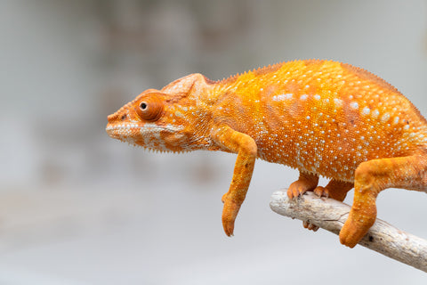 Holdbacks/Individuals: Ambilobe offspring from "Fandra Manody-volana" (AKA Pineapple Express) x "Laza" (AKA Glory) - Hatched Feb 2025 - Female #2
