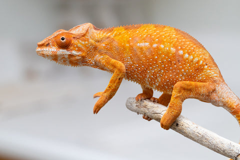 Holdbacks/Individuals: Ambilobe offspring from "Fandra Manody-volana" (AKA Pineapple Express) x "Laza" (AKA Glory) - Hatched Feb 2025 - Female #2