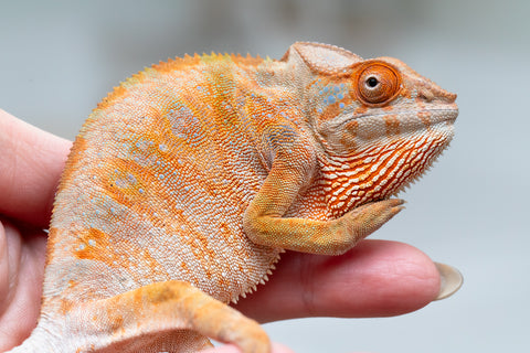Holdbacks/Individuals: Ambilobe offspring from "Fandra Manody-volana" (AKA Pineapple Express) x "Laza" (AKA Glory) - Hatched Feb 2025 - Female #3