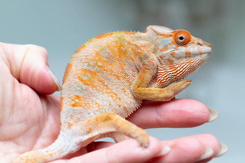 Holdbacks/Individuals: Ambilobe offspring from "Fandra Manody-volana" (AKA Pineapple Express) x "Laza" (AKA Glory) - Hatched Feb 2025 - Female #3