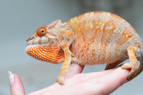 Holdbacks/Individuals: Ambilobe offspring from "Fandra Manody-volana" (AKA Pineapple Express) x "Laza" (AKA Glory) - Hatched Feb 2025 - Female #3