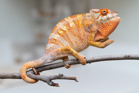 Holdbacks/Individuals: Ambilobe offspring from "Fandra Manody-volana" (AKA Pineapple Express) x "Laza" (AKA Glory) - Hatched Feb 2025 - Female #3