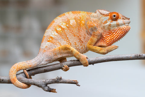 Holdbacks/Individuals: Ambilobe offspring from "Fandra Manody-volana" (AKA Pineapple Express) x "Laza" (AKA Glory) - Hatched Feb 2025 - Female #3