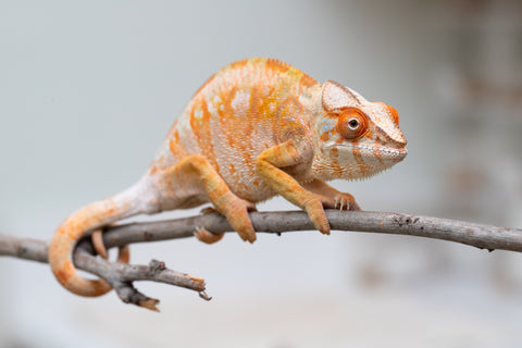 Holdbacks/Individuals: Ambilobe offspring from "Fandra Manody-volana" (AKA Pineapple Express) x "Laza" (AKA Glory) - Hatched Feb 2025 - Female #3