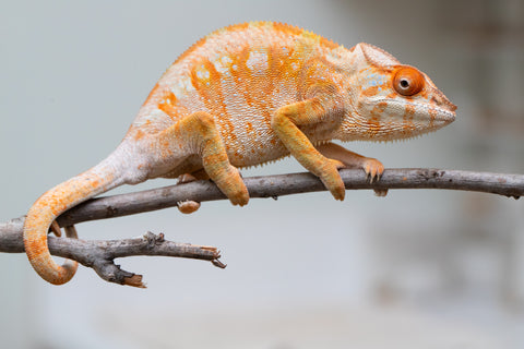 Holdbacks/Individuals: Ambilobe offspring from "Fandra Manody-volana" (AKA Pineapple Express) x "Laza" (AKA Glory) - Hatched Feb 2025 - Female #3
