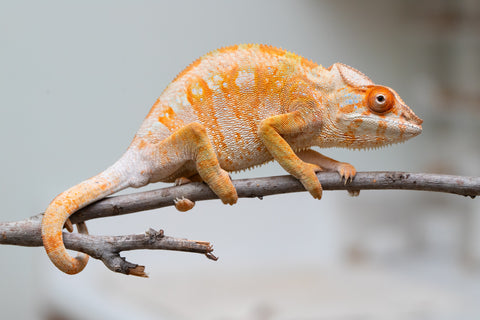 Holdbacks/Individuals: Ambilobe offspring from "Fandra Manody-volana" (AKA Pineapple Express) x "Laza" (AKA Glory) - Hatched Feb 2025 - Female #3