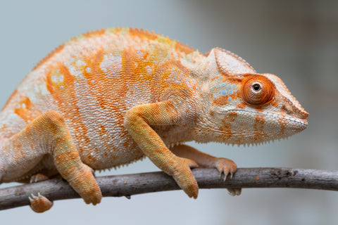 Holdbacks/Individuals: Ambilobe offspring from "Fandra Manody-volana" (AKA Pineapple Express) x "Laza" (AKA Glory) - Hatched Feb 2025 - Female #3