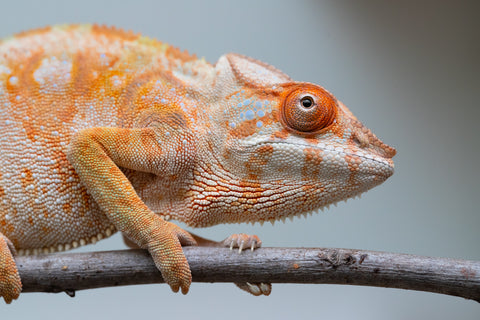 Holdbacks/Individuals: Ambilobe offspring from "Fandra Manody-volana" (AKA Pineapple Express) x "Laza" (AKA Glory) - Hatched Feb 2025 - Female #3