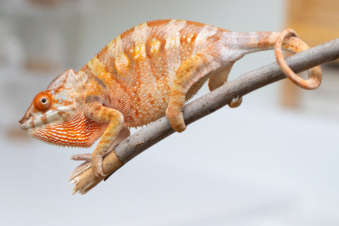 Holdbacks/Individuals: Ambilobe offspring from "Fandra Manody-volana" (AKA Pineapple Express) x "Laza" (AKA Glory) - Hatched Feb 2025 - Female #3