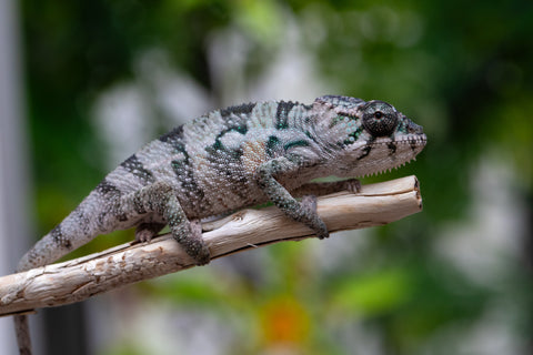 Holdbacks/Individuals: Ambilobe offspring from "Fandra Manody-volana" (AKA Pineapple Express) x "Tolatra" (AKA Gift) - Hatched April - May 2025 - Male #1