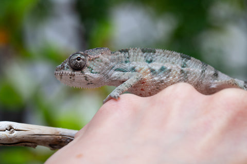 Holdbacks/Individuals: Ambilobe offspring from "Fandra Manody-volana" (AKA Pineapple Express) x "Tolatra" (AKA Gift) - Hatched April - May 2025 - Male #1