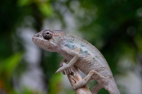 Holdbacks/Individuals: Ambilobe offspring from "Fandra Manody-volana" (AKA Pineapple Express) x "Tolatra" (AKA Gift) - Hatched April - May 2025 - Male #1