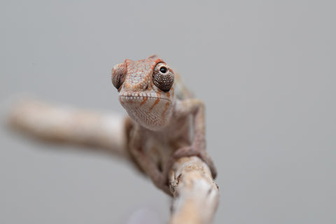 Holdbacks/Individuals: Ambilobe offspring from "Fandra Manody-volana" (AKA Pineapple Express) x "Tolatra" (AKA Gift) - Hatched April - May 2025 - Male #2