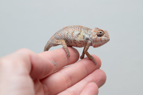Holdbacks/Individuals: Ambilobe offspring from "Fandra Manody-volana" (AKA Pineapple Express) x "Tolatra" (AKA Gift) - Hatched April - May 2025 - Male #2