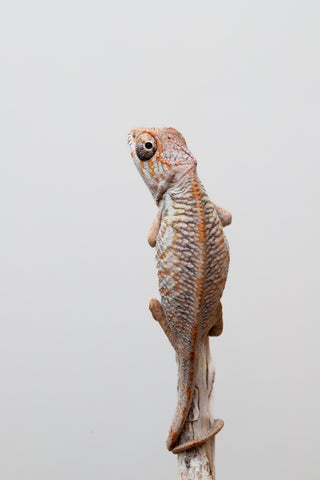 Holdbacks/Individuals: Ambilobe offspring from "Fandra Manody-volana" (AKA Pineapple Express) x "Tolatra" (AKA Gift) - Hatched April - May 2025 - Male #2