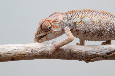 Holdbacks/Individuals: Ambilobe offspring from "Fandra Manody-volana" (AKA Pineapple Express) x "Tolatra" (AKA Gift) - Hatched April - May 2025 - Male #2