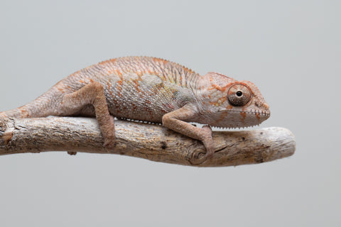 Holdbacks/Individuals: Ambilobe offspring from "Fandra Manody-volana" (AKA Pineapple Express) x "Tolatra" (AKA Gift) - Hatched April - May 2025 - Male #2