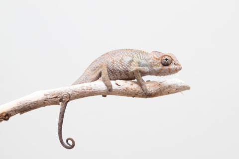 Holdbacks/Individuals: Ambilobe offspring from "Fandra Manody-volana" (AKA Pineapple Express) x "Tolatra" (AKA Gift) - Hatched April - May 2025 - Male #2