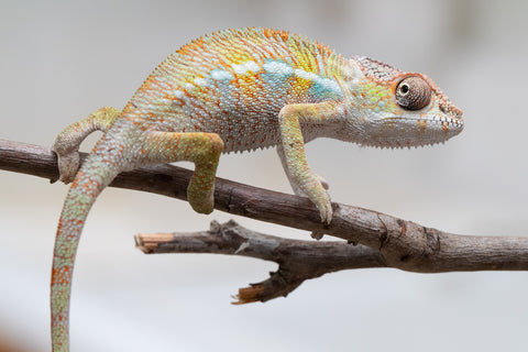 Holdbacks/Individuals: Ambilobe offspring from "Fandra Manody-volana" (AKA Pineapple Express) x "Tolatra" (AKA Gift) - Hatched April - May 2025 - Male #2