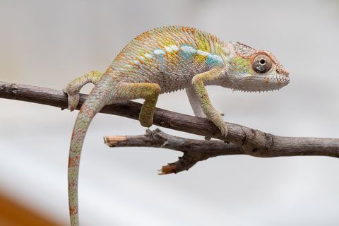 Holdbacks/Individuals: Ambilobe offspring from "Fandra Manody-volana" (AKA Pineapple Express) x "Tolatra" (AKA Gift) - Hatched April - May 2025 - Male #2