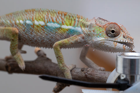 Holdbacks/Individuals: Ambilobe offspring from "Fandra Manody-volana" (AKA Pineapple Express) x "Tolatra" (AKA Gift) - Hatched April - May 2025 - Male #2