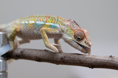 Holdbacks/Individuals: Ambilobe offspring from "Fandra Manody-volana" (AKA Pineapple Express) x "Tolatra" (AKA Gift) - Hatched April - May 2025 - Male #2