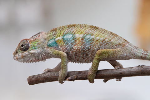 Holdbacks/Individuals: Ambilobe offspring from "Fandra Manody-volana" (AKA Pineapple Express) x "Tolatra" (AKA Gift) - Hatched April - May 2025 - Male #2