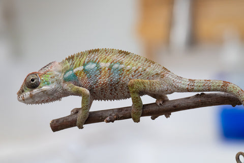 Holdbacks/Individuals: Ambilobe offspring from "Fandra Manody-volana" (AKA Pineapple Express) x "Tolatra" (AKA Gift) - Hatched April - May 2025 - Male #2
