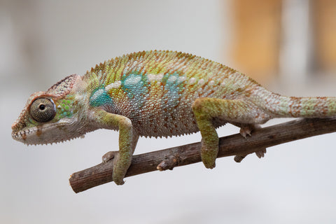 Holdbacks/Individuals: Ambilobe offspring from "Fandra Manody-volana" (AKA Pineapple Express) x "Tolatra" (AKA Gift) - Hatched April - May 2025 - Male #2