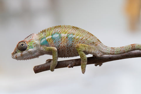 Holdbacks/Individuals: Ambilobe offspring from "Fandra Manody-volana" (AKA Pineapple Express) x "Tolatra" (AKA Gift) - Hatched April - May 2025 - Male #2