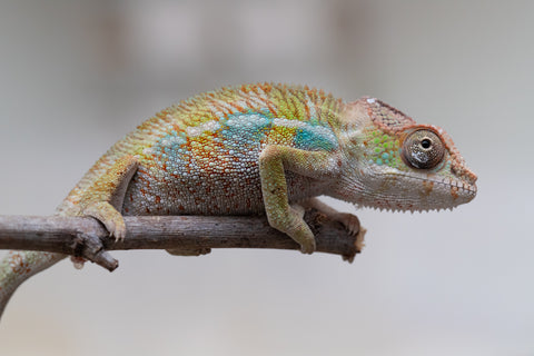 Holdbacks/Individuals: Ambilobe offspring from "Fandra Manody-volana" (AKA Pineapple Express) x "Tolatra" (AKA Gift) - Hatched April - May 2025 - Male #2
