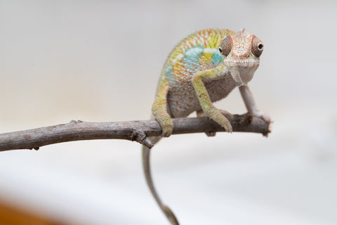 Holdbacks/Individuals: Ambilobe offspring from "Fandra Manody-volana" (AKA Pineapple Express) x "Tolatra" (AKA Gift) - Hatched April - May 2025 - Male #2