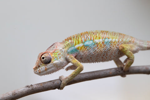 Holdbacks/Individuals: Ambilobe offspring from "Fandra Manody-volana" (AKA Pineapple Express) x "Tolatra" (AKA Gift) - Hatched April - May 2025 - Male #2