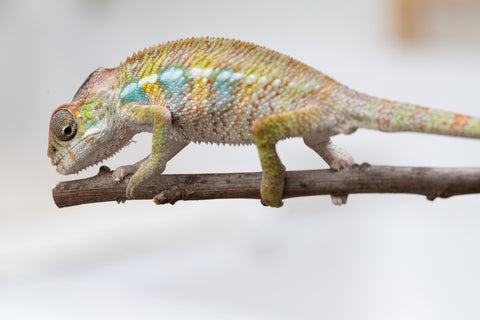 Holdbacks/Individuals: Ambilobe offspring from "Fandra Manody-volana" (AKA Pineapple Express) x "Tolatra" (AKA Gift) - Hatched April - May 2025 - Male #2