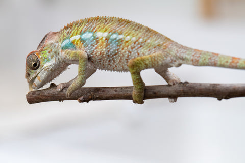 Holdbacks/Individuals: Ambilobe offspring from "Fandra Manody-volana" (AKA Pineapple Express) x "Tolatra" (AKA Gift) - Hatched April - May 2025 - Male #2
