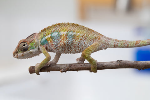 Holdbacks/Individuals: Ambilobe offspring from "Fandra Manody-volana" (AKA Pineapple Express) x "Tolatra" (AKA Gift) - Hatched April - May 2025 - Male #2