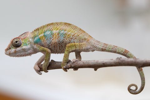 Holdbacks/Individuals: Ambilobe offspring from "Fandra Manody-volana" (AKA Pineapple Express) x "Tolatra" (AKA Gift) - Hatched April - May 2025 - Male #2